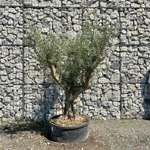 Gnarled Olive Tree (Ancient) Thick Multi Stem Extra Large G506 - 1F41F41F B494 4C77 80E0 700B87A6D0C2 scaled