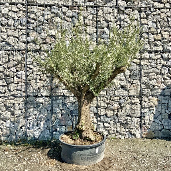 Gnarled Olive Tree (Ancient) Thick Multi Stem Extra Large G494 - 1FE8F340 1044 4DE9 8DE7 4BC746929DE6 scaled