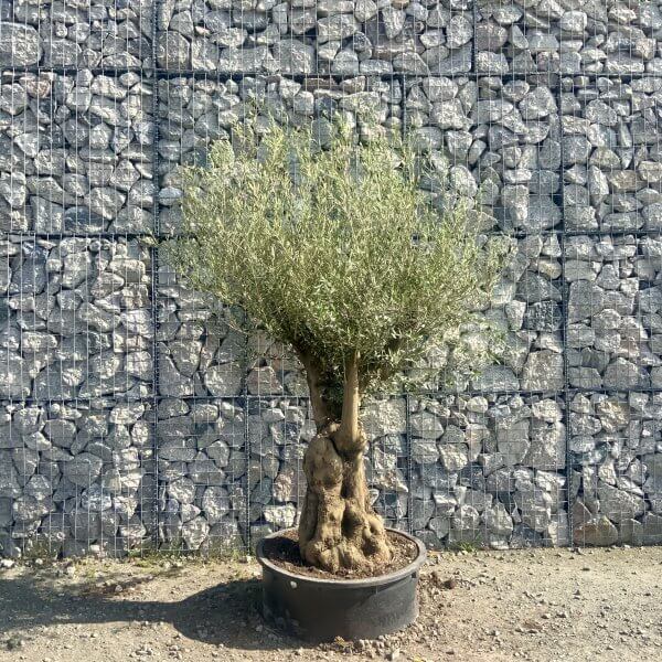Gnarled Olive Tree Multi Stem Low Bowl XXL (Turtle) G566 - 211BA34B B498 4484 80B1 9DEEBD893FD0 scaled