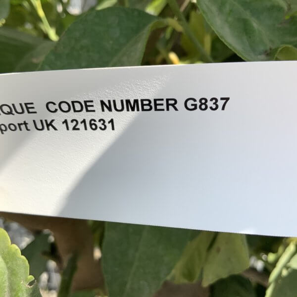 Citrus Lemon Tree Extra Large G837 - 223B7E18 1439 465E 9FD6 EF08BB430AFE 1 105 c