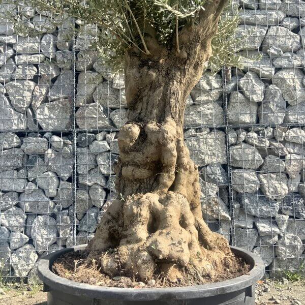 Gnarled Olive Tree Multi Stem Low Bowl XXL (Turtle) G575 - 233984E1 3969 4C6D 9163 434C40C651C5 scaled