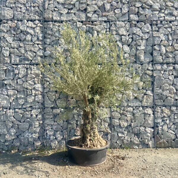 Gnarled Olive Tree Multi Stem Low Bowl XXL (Turtle) G572 - 2B048481 B771 49BD ABAB ED82178FB115 scaled