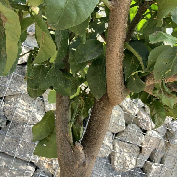 Citrus Lemon Tree Extra Large G807 - 2C2AC49B B670 4BBD A91E 4DD10B89570E scaled