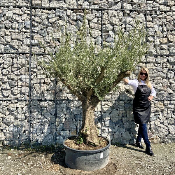 Gnarled Olive Tree (Ancient) Thick Multi Stem Extra Large G494 - 2DD6FF2D 9126 418D 9004 5F42654F4B53 scaled