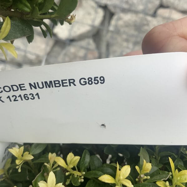 Ilex Crenata Kinme Cloud Tree G859 DS - 2FB80CD4 426B 438F B556 872EE1DDEF0A scaled