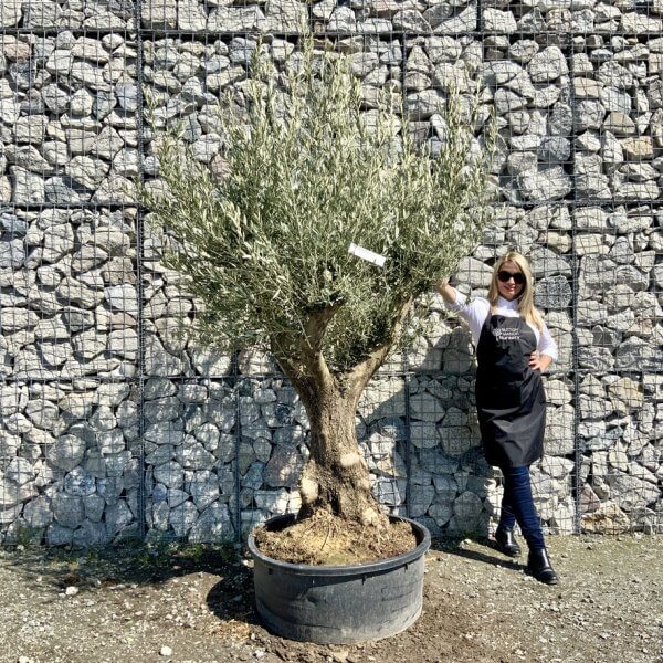 Gnarled Olive Tree (Ancient) Thick Multi Stem Extra Large G498 - 36467BA2 AB56 48B0 BDCB 9B6FC4C3C60B 1 105 c