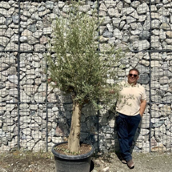 Tuscan Olive Tree (Chunky Trunk Multi Stem) XXL G698 - 3C7F733C 6040 4B93 B543 FC12045286EE 1 105 c