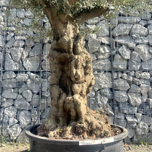 Gnarled Olive Tree Multi Stem Low Bowl XXL (Turtle) G562 - 3E12C894 5EDA 464B AD1F DDA45460B26B scaled