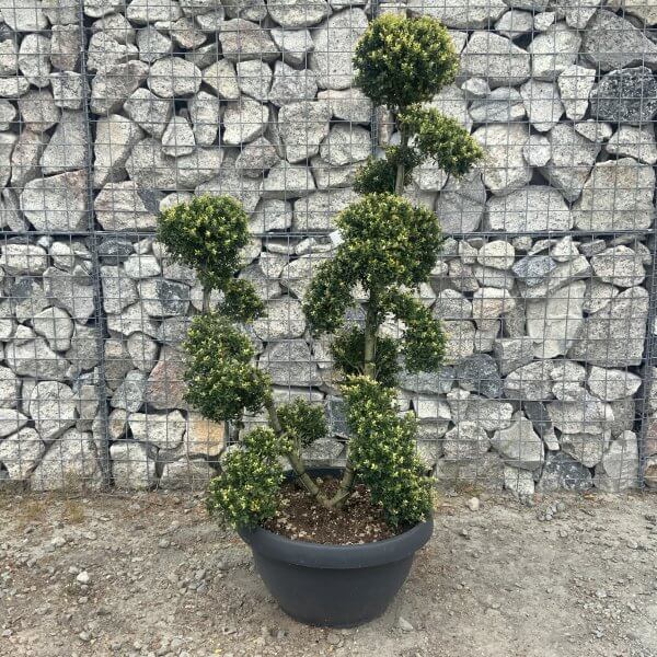 Ilex Crenata Kinme Cloud Tree G850 - 40E57732 4A21 4B4B 824A 45F96CDD979B scaled