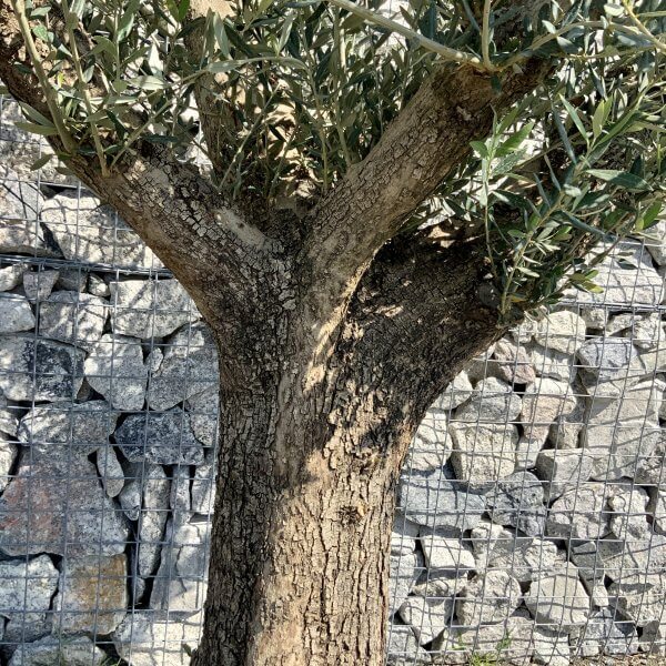 Gnarled Olive Tree (Ancient) Thick Multi Stem Extra Large G494 - 4186B850 0341 4573 9109 061E2548500D scaled