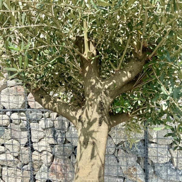 Tuscan Olive Tree (Chunky Trunk Multi Stem) XXL G700 - 43EFCE32 8E53 4489 A50A 2699824BBADF 1 105 c