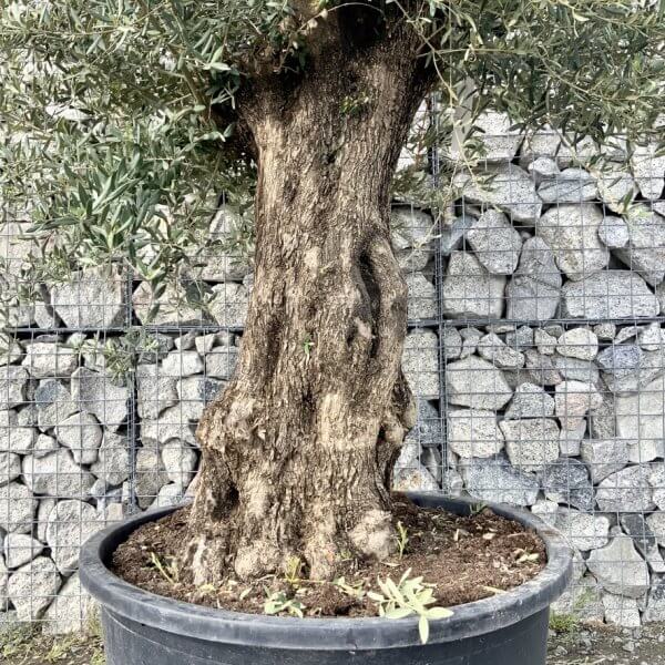 Gnarled Olive Tree XXL (Ancient) G762 - 483970AC 94D1 411F A3FE 07FD66EAC68F 1 105 c