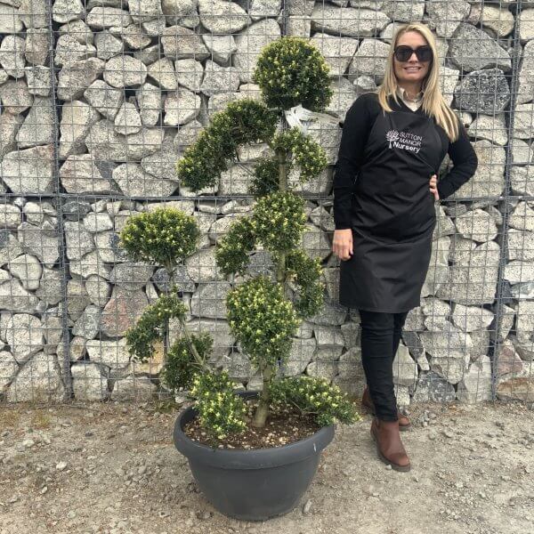 Ilex Crenata Kinme Cloud Tree G844 - 492CA675 2476 436F 9EE5 BB80E9A066F8 scaled