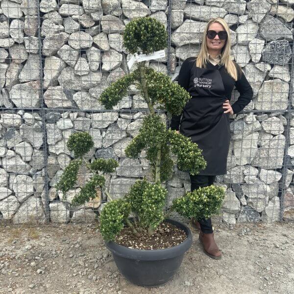 Ilex Crenata Kinme Cloud Tree G858 - 4CF04CFF 662C 4A3A BAF2 A6712E475651 scaled