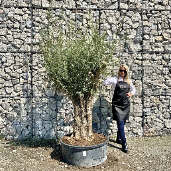 Gnarled Olive Tree (Ancient) Thick Multi Stem Extra Large G508 - 4D4EC818 0651 4E22 AACB F66BD3789606 scaled