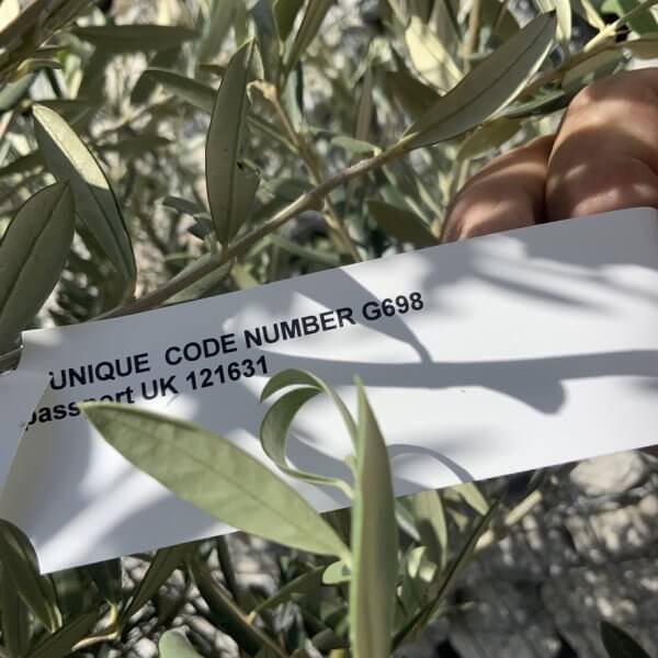 Tuscan Olive Tree (Chunky Trunk Multi Stem) XXL G698 - 5383CD7D 8DF7 4DC4 942E C002F15CBD0E 1 105 c