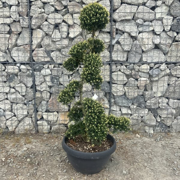 Ilex Crenata Kinme Cloud Tree G855 - 56AF507C 6D41 4ACB 9AD7 A27CF3BD3F36 scaled
