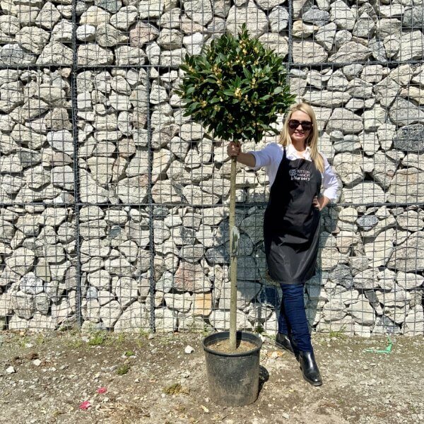 Laurus Nobilis - Bay Tree Thick 1.90 - 2M - 589D63FF 6753 4EF5 A597 4A1C23A7E47D 1 105 c