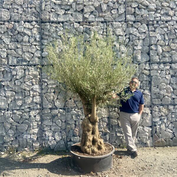 Gnarled Olive Tree Multi Stem Low Bowl XXL (Turtle) G566 - 5C919D91 5232 4067 BF41 19B87CB7B317 scaled
