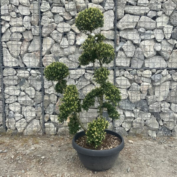 Ilex Crenata Kinme Cloud Tree G845 - 5E343888 2087 4956 88D5 2D43AA0B1DDC scaled