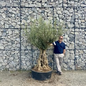 Gnarled Olive Trees (Low Bowl Multi-Stems)