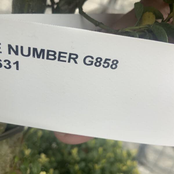 Ilex Crenata Kinme Cloud Tree G858 - 670DA406 5870 49DA 8D91 32EC4F91D01B scaled
