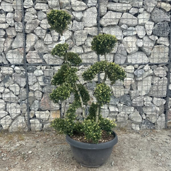 Ilex Crenata Kinme Cloud Tree G843 - 745FB05C C60D 4F06 AF55 669D41735160 scaled