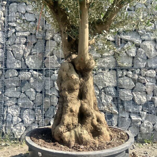 Gnarled Olive Tree Multi Stem Low Bowl XXL (Turtle) G566 - 7A7AE174 77EE 4546 8E13 1B82A093A19D scaled