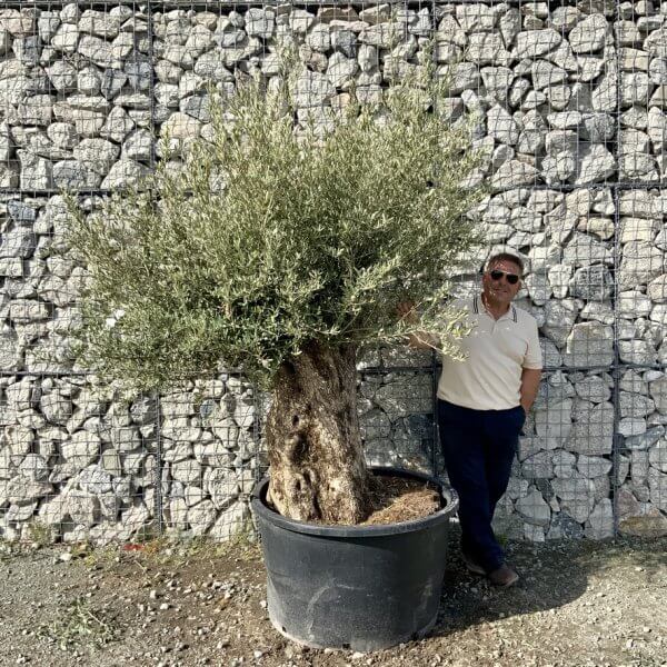 Gnarled Olive Tree XXL (Ancient) G755 - 7E13D3D7 F9A4 42D5 BA76 ED3A236AC17E 1 105 c