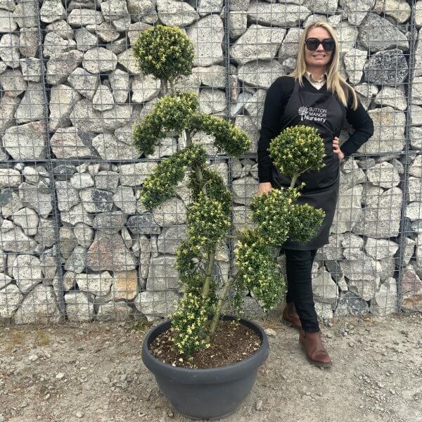 Ilex Crenata Kinme Cloud Tree G842 - 7EE0560B 24DA 4957 B697 423A87514451 scaled