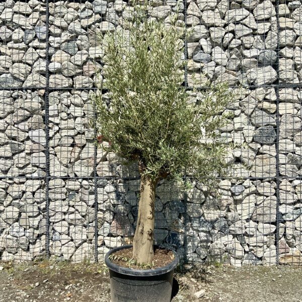 Tuscan Olive Tree (Chunky Trunk Multi Stem) XXL G698 - 83721951 6CC8 4F4A BFDB DD38C39FD70B 1 105 c