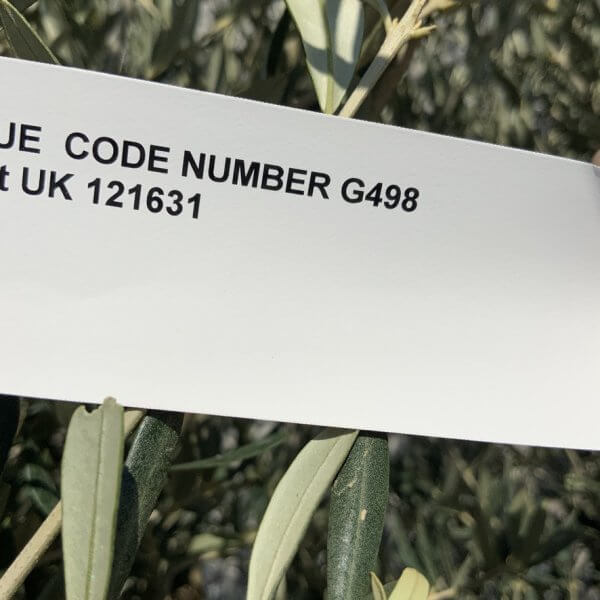Gnarled Olive Tree (Ancient) Thick Multi Stem Extra Large G498 - 85AF9BFD F891 4C5B 9BE4 ACB74E34A3DE 1 105 c