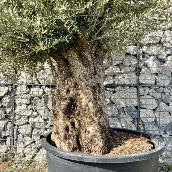 Gnarled Olive Tree XXL (Ancient) G755 - 8EDDC8FE 6007 4265 8443 BFD8E20E93DD 1 105 c