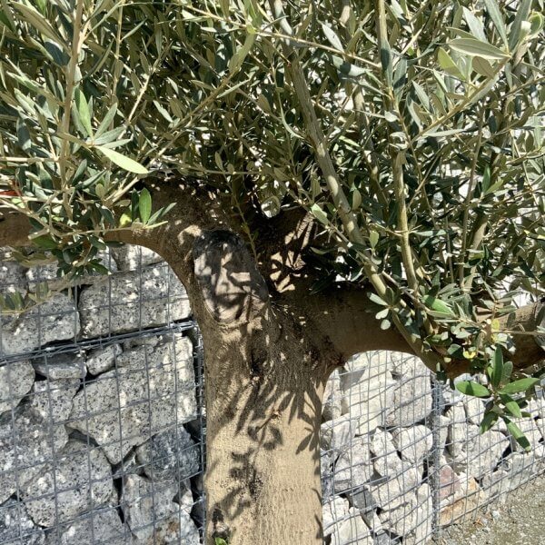 Tuscan Olive Tree (Chunky Trunk Multi Stem) XXL G698 - 90D474BD 44EA 407B B528 E5EAF7DB1861 1 105 c