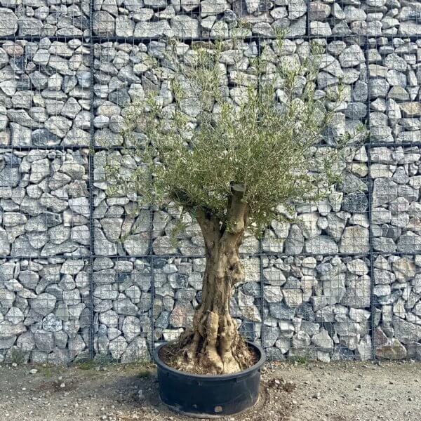 Gnarled Olive Tree Multi Stem Low Bowl XXL (Turtle) G591 - 92DB3F3A 8621 4BE5 B596 772429F460DB 1 105 c