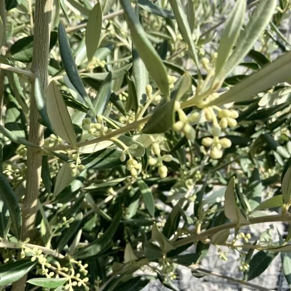 Tuscan Olive Tree (Chunky Trunk Multi Stem) XXL G700 - 93CC048B F916 43FE 865C DB93BB26763C 1 105 c 1