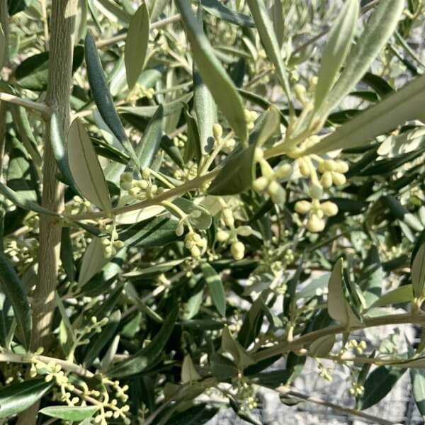 Gnarled Olive Tree (Ancient) Thick Multi Stem Extra Large G506 - 93CC048B F916 43FE 865C DB93BB26763C 1 105 c