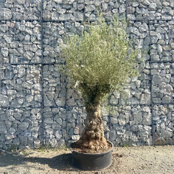 Gnarled Olive Tree Multi Stem Low Bowl XXL (Turtle) G567 - 94F3EEC1 9314 4AAC A59A B05283C0DFF2 scaled