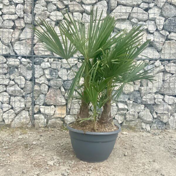 Trachycarpus Fortunei (Chusan palm) Trio Bowl - 950F9A30 EC65 4843 9CDD C1F515351FD2 scaled