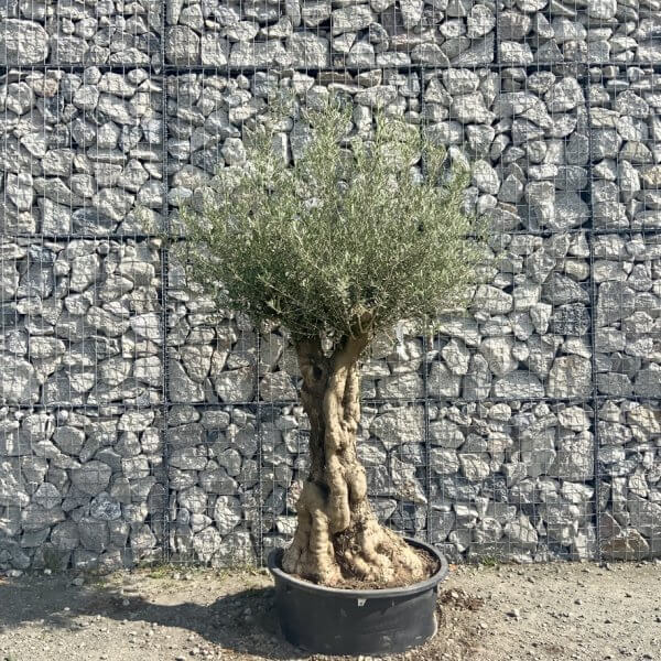 Gnarled Olive Tree Multi Stem Low Bowl XXL (Turtle) G589 - 97BC5D88 10CE 4AF8 BE9B 09C0B2356D7A 1 105 c