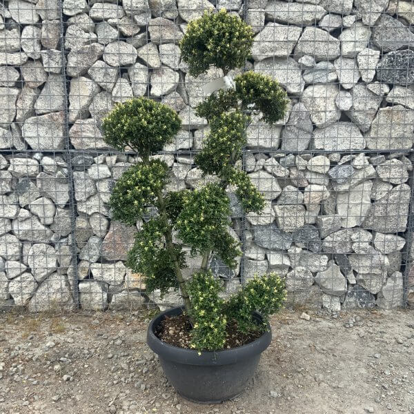 Ilex Crenata Kinme Cloud Tree G859 - 9B8D858C 1EDD 4DE6 A795 3527A1E76F04 scaled