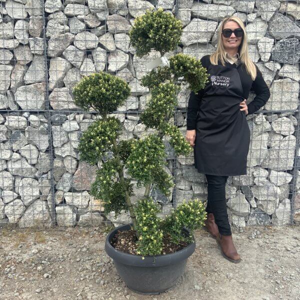 Ilex Crenata Kinme Cloud Tree G859 DS - 9BE787DE 790A 4754 A7A5 BBDFFA301DEA scaled