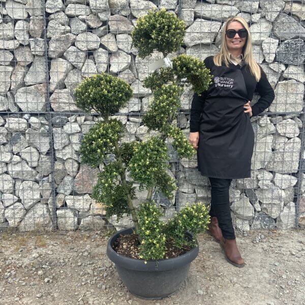 Ilex Crenata Kinme Cloud Tree G859 - 9BE787DE 790A 4754 A7A5 BBDFFA301DEA scaled