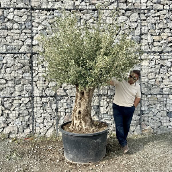 Gnarled Olive Tree XXL (Ancient) G764 - 9D397824 8477 4F1B 8E1D BAC6296AC7C0 1 105 c