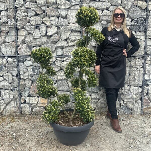 Ilex Crenata Kinme Cloud Tree G850 - 9F20CCF3 7CD8 4CBD AF4A CCF0CE478720 scaled