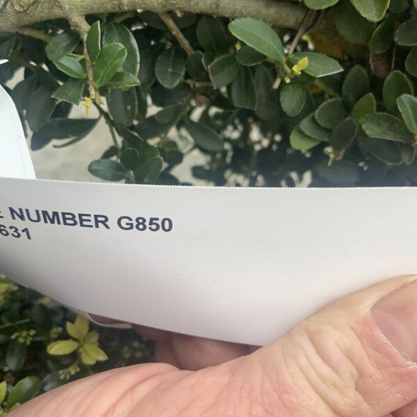 Ilex Crenata Kinme Cloud Tree G850 - 9F78B40E 4F66 49B3 B5FE DF02A1C94A9F scaled