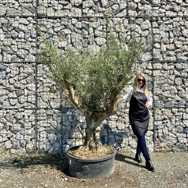 Gnarled Olive Tree (Ancient) Thick Multi Stem Extra Large G506 - A4500599 B215 41EC 9915 28B5D2DD4D50 scaled