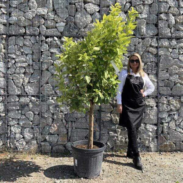 Citrus Lemon Tree Extra Large G824 - A5F5D840 5504 4A4E 9E9F E35B84BFD723 1 105 c