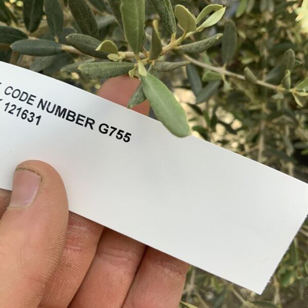 Gnarled Olive Tree XXL (Ancient) G755 - A7A4440A 97B0 4F00 B7FB C2C6C0C7798E 1 105 c