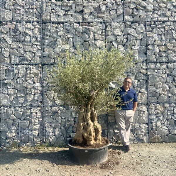 Gnarled Olive Tree Multi Stem Low Bowl XXL (Turtle) G574 - A84A11A0 F57B 48BC AB78 931E972B1FC8 scaled